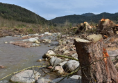Zona afectada per la destrucció del bosc de ribera de la riera d'Arbúcies